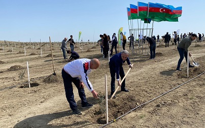 "“Yaşıl dünya naminə həmrəylik ili” çərçivəsində ağacəkmə aksiyası keçirilib"